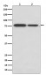 DRD1 Antibody